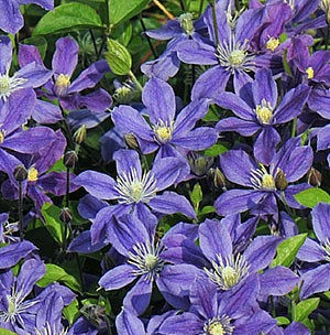 Клематис цельнолистный Арабелла